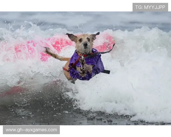 巴哈马国际冲浪比赛进入新高潮，巴哈马体育