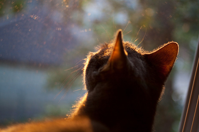 爱游戏app-法国橄榄球逐步成为世界赛事的重要参与者，法国橄榄球国家队