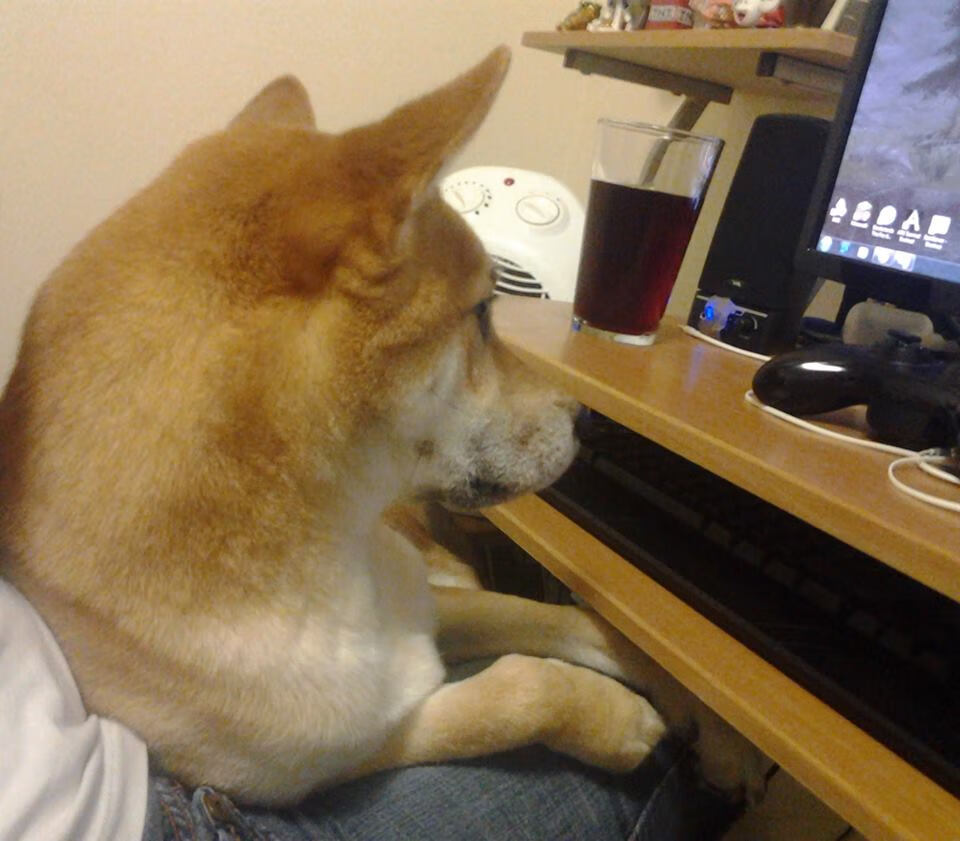 法国橄榄球逐步成为世界赛事的重要参与者,法国橄榄球国家队