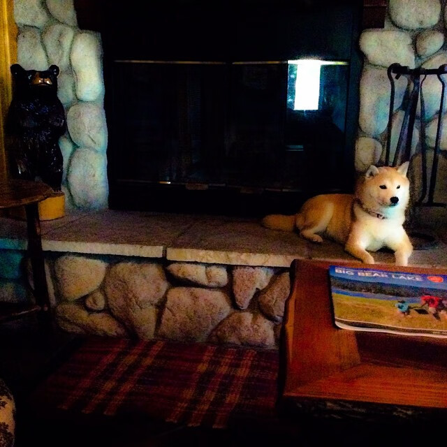 澳大利亚袋鼠队的反击战术在全球赛场广受推崇，你知不知道澳大利亚的袋鼠打人 你知在乎你自己